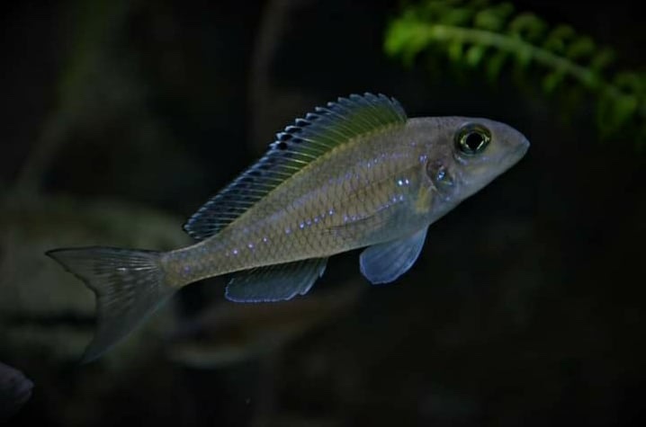 Xenotilapia spilopterus 'Mabilibili Bay'